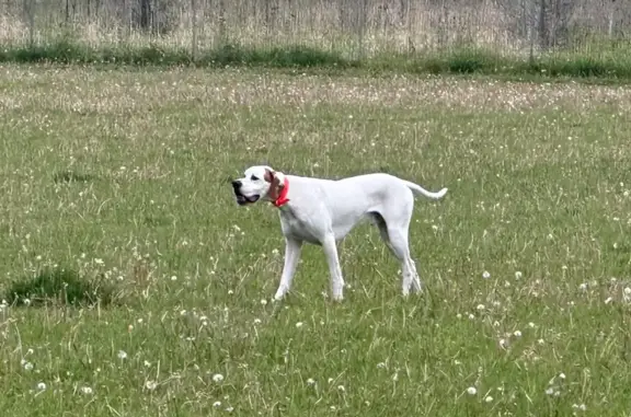 Lost Dog: Orange Collar, Elim Ave, Zion