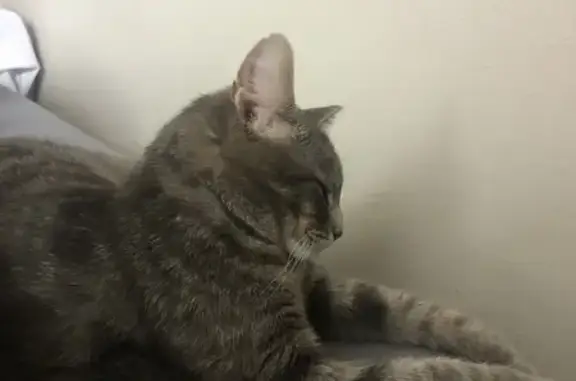 Lost Gray Cat: Unique Ear Markings