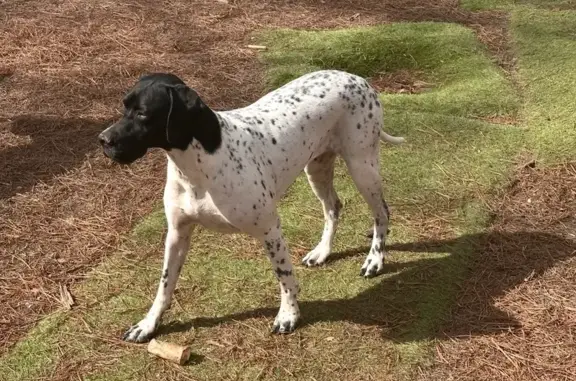 Lost Dog: Black Head, Purple Collar, Antioch