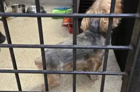 Lost Dog Found in Queens: Help Reunite!