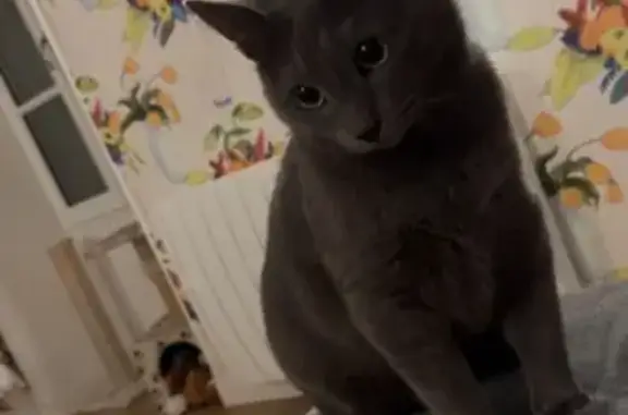 Animaux perdus , photo: Chat gris perdu, taille moyenne, yeux verts