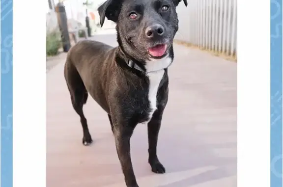 Lost Dog: Nova, Black with Pink Collar