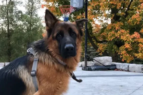 Lost Male German Shepherd - Ri...