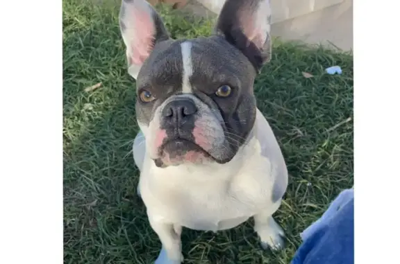 Lost Frenchie: Cobble Mountain...