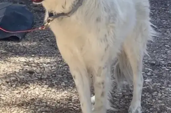Lost Dog: White with Black Pat...