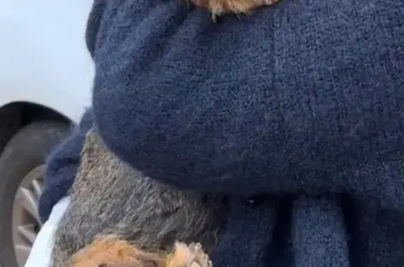 Chien perdue sans collier à Anglet - photo