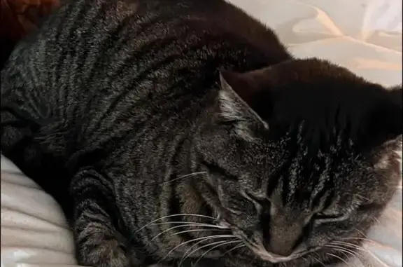 Lost Cat: 10lbs, Long Whiskers, Spring Lake