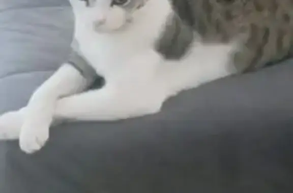 Chat perdu blanc et tigré, Besançon - photo