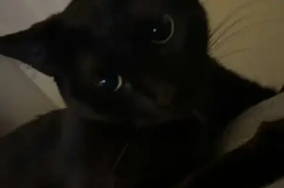 Missing Cat: Small, Skittish in Edwardsville