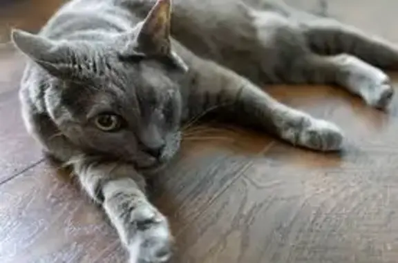 Lost Gray Cat: Shy Russian Blue in Tustin