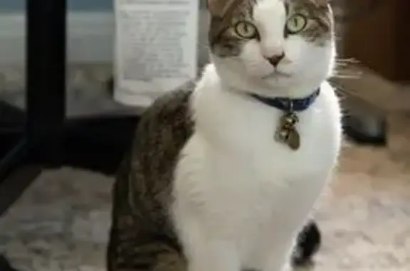 Friendly Tabby Lost Near Carroll Way, Tustin