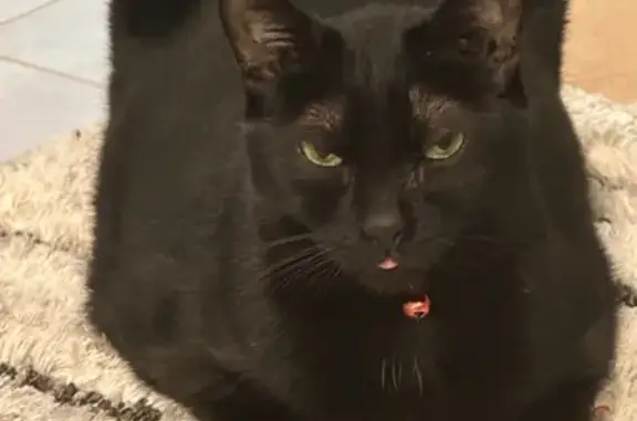 Friendly Lost Cat in Winter Springs