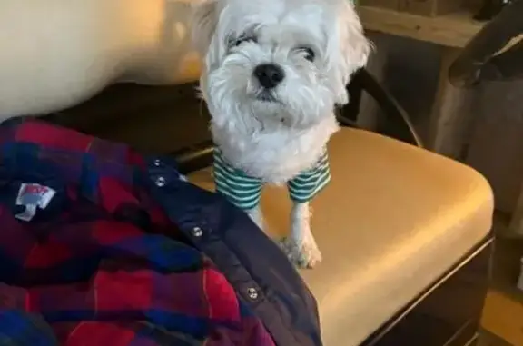 Found Dog: White & Green Shirt, Quay Ct