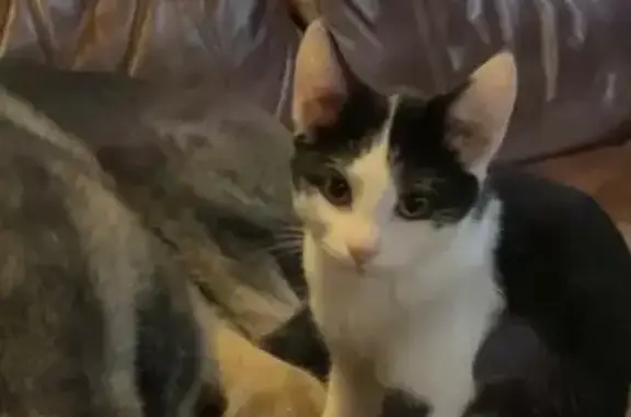 Lost Cat: Oreo Missing in Cicero Area