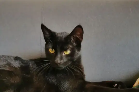Animaux perdus , photo: Chat noir perdu, Les Ponts-de-Cé