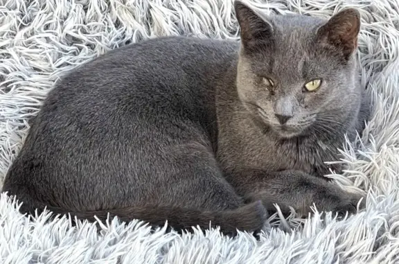 Chatte grise Dalie perdue à Châteauneuf - photo