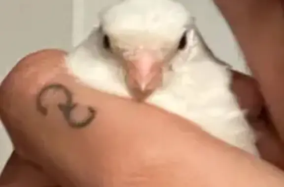 Help Find Lost Canary: SW Beav...
