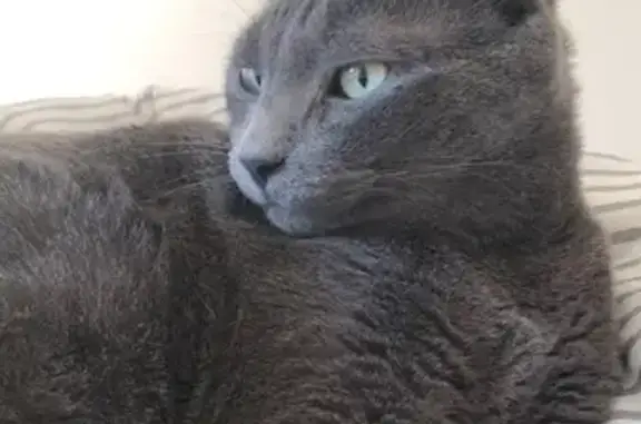 Chat perdu, Avenue Pablo Picasso - photo