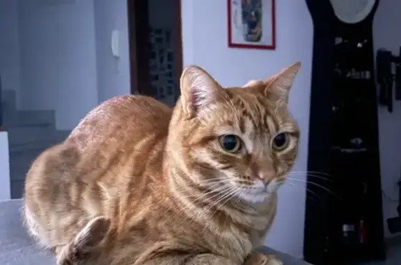 ¡Perdido! Gato Naranja Pequeño en Jerez