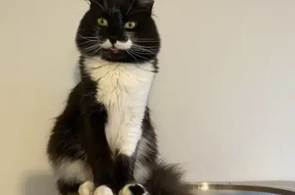 Chat perdu bicolore noir/blanc à Joué-lès-Tours - photo