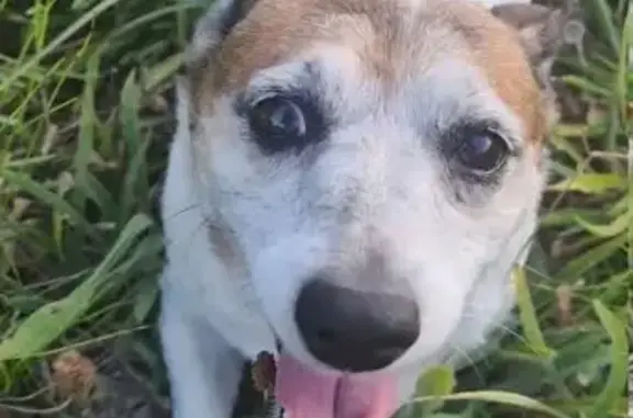 Chien perdu Cahors, photo : Chienne noyée dans le Lot, aide recherchée