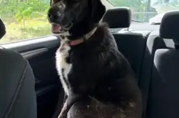 Lost Dog: Friendly Sara in Dec...