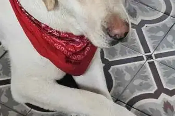 Chien perdu , photo : Chien sable perdu, choc voiture, Bouvaincourt