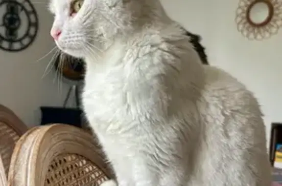 Chat perdu, Meaux, photo: Chat blanc perdu, yeux verts, Meaux