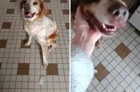 Animaux trouvés , photo: Chien trouvé à Hudimesnil, infos obsolètes