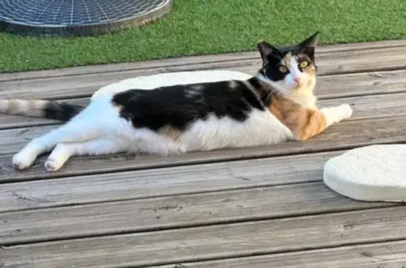 Chat perdu, Angoulême, photo: Chatte tricolore perdue à Angoulême