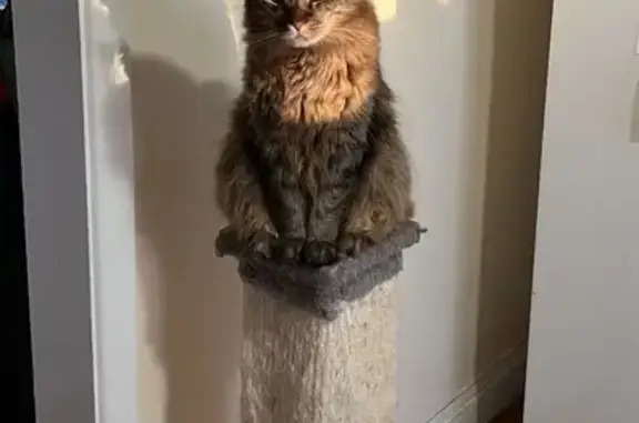 Lost Maine Coon: Help Find Poof in Englewood