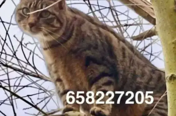 ¡Gata Gris Perdida en Barrio Bustamante!