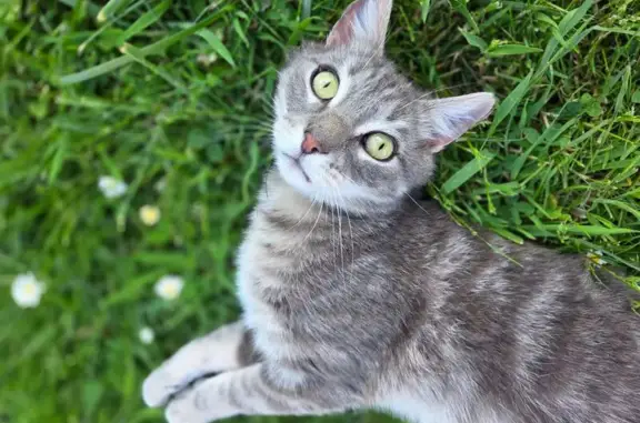 Chat perdu : tigre gris/blanc, rue St-Gervais - photo