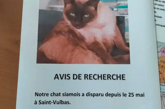 Animaux perdus , photo: Chat siamois perdu, Saint-Vulbas