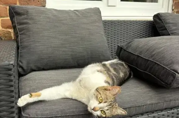Animaux perdus Wignehies, photo: Chat perdue, amputée patte avant droite