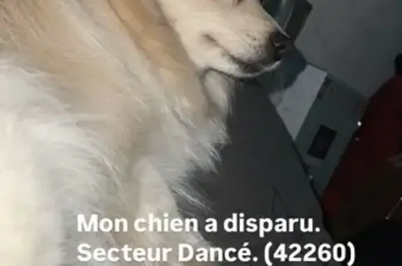 Chien trouvé , photo: Chien trouvé : collier bleu à Vézelin-sur-Loire