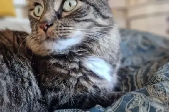 Gato Perdido en Pozuelo: Amigable y Único