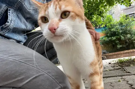 Animaux trouvés Issoire, photo: Chat roux-blanc trouvé non castré à Issoire