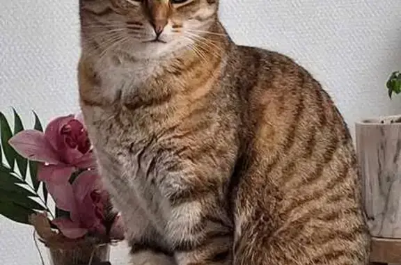 Animaux perdus Dompierre-sur-Besbre, photo: Chatte tigrée perdue à Dompierre-sur-Besbre