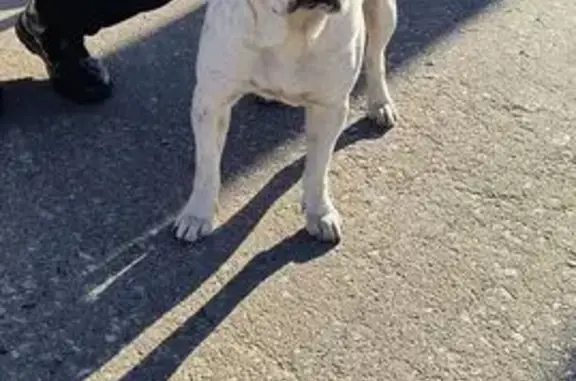 Pitbull blanco encontrado en B...