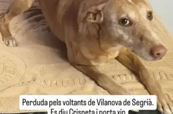 ¡Ayuda! Podenco hembra perdida en Vilanova