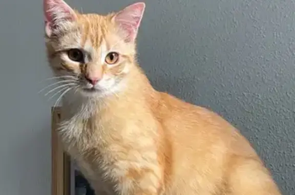 Animaux perdus Sainte-Colombe, photo: Chat roux castré perdu à Sainte-Colombe
