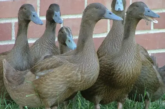 6 Female Ducks Missing in Loveland