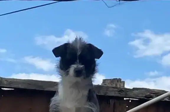 Perro Gris-Blanco Perdido en Cerrada Pirules