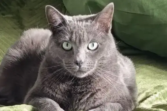 Animaux perdus Saint-Estève, photo: Chat gris perdu, mâle, Rue Barthes