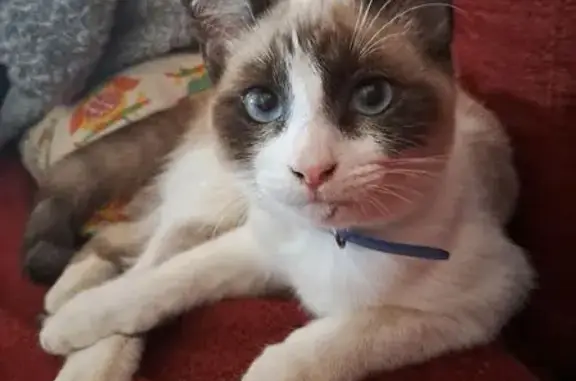 Se busca: Gata siamesa joven extraviada