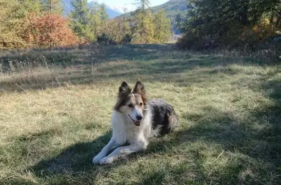 Chien perdu Calmont, photo : Chienne âgée perdue à Calmont