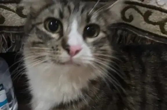 Lost Cat: Fluffy Tail, Pink Collar