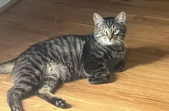 Lost: Friendly Tabby Milo on Lara St NE