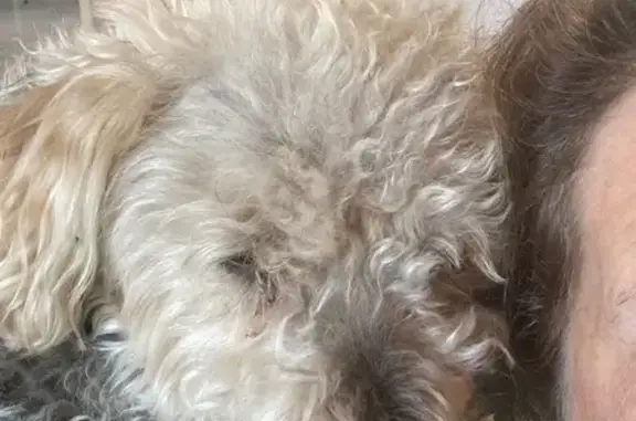 Animaux perdus , photo: Chien croisé bichon/caniche perdu à Saint-Denis